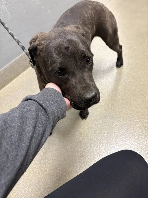 Sweet Cheekes - Photo 1