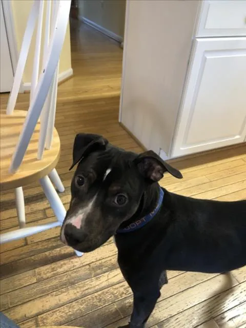 Johnny Boy - Photo 1