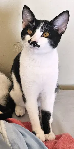 Groucho Garlic Bread