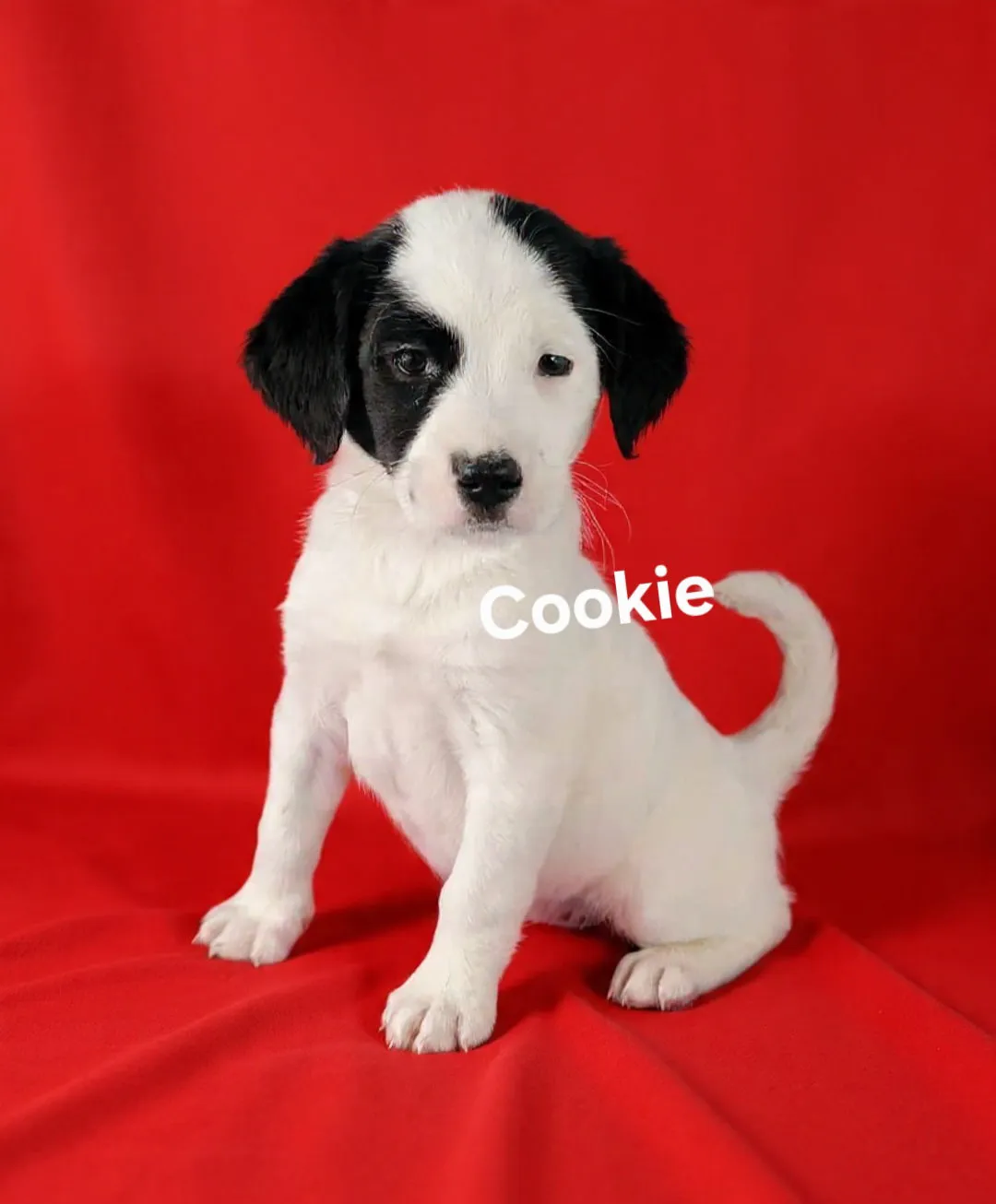 Cookie - Photo 1