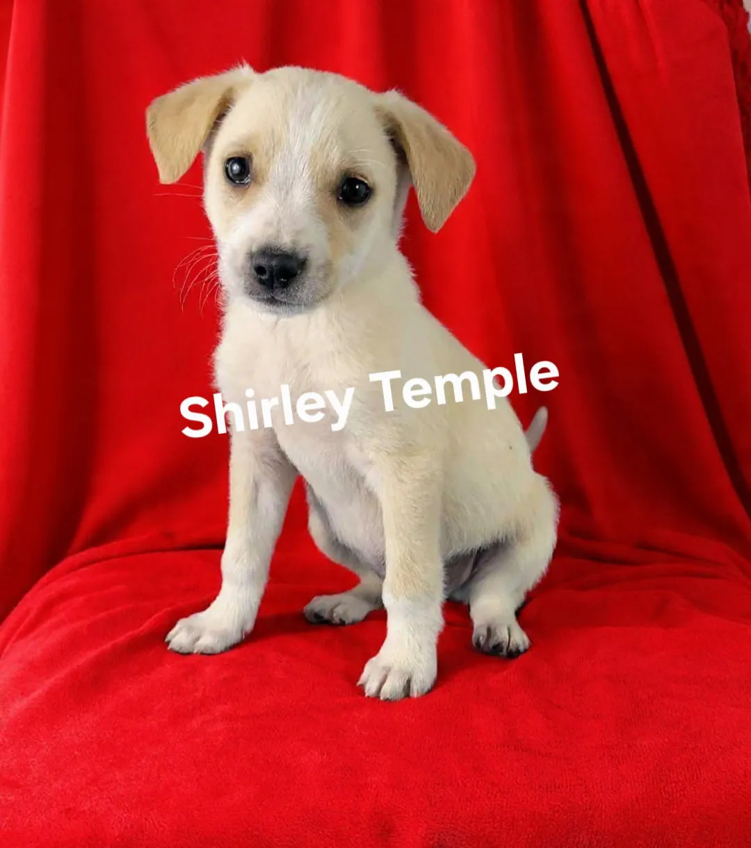 Shirley Temple - Photo 1