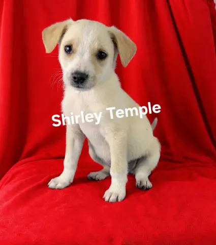 Shirley Temple