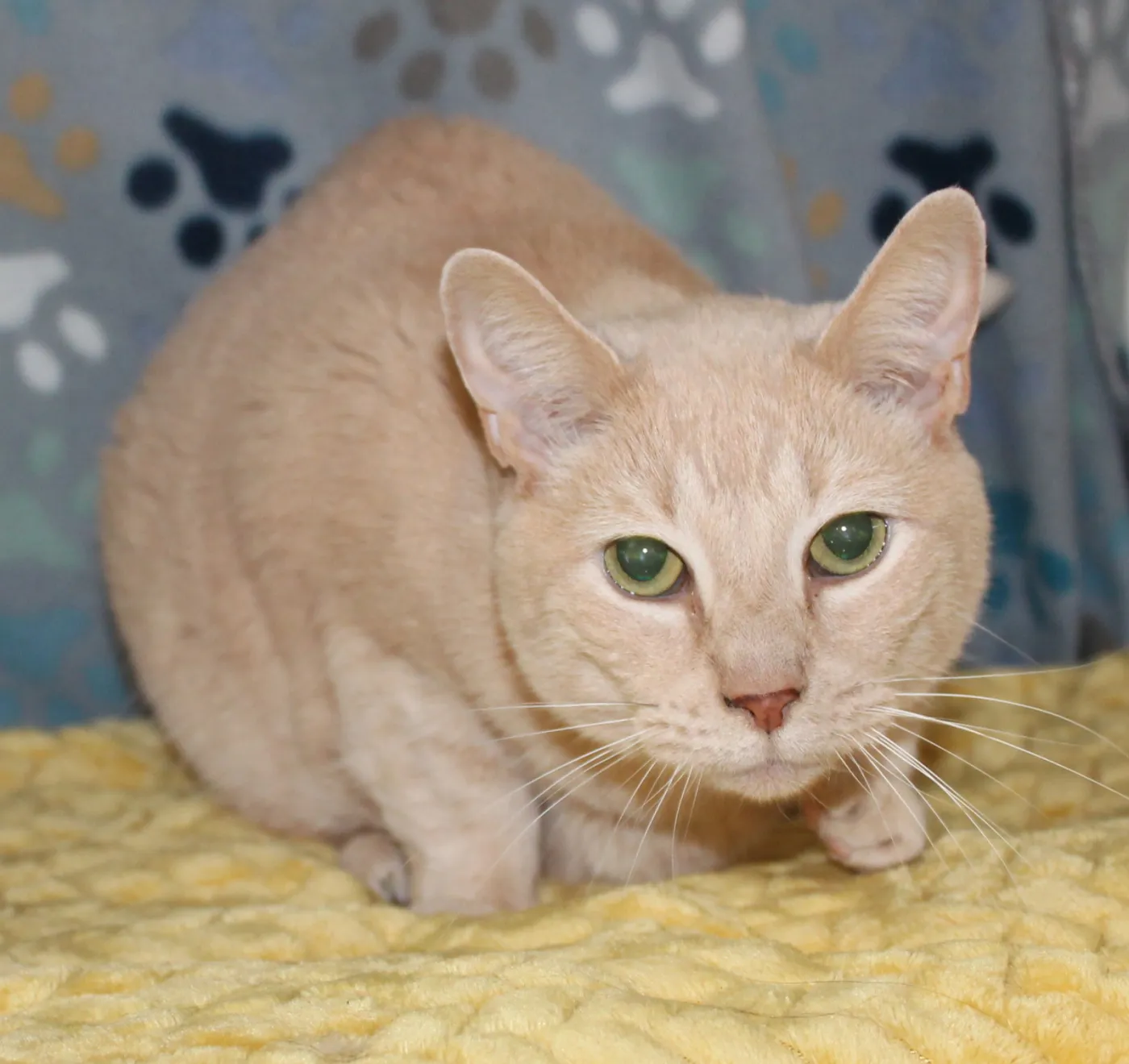 Cuddle-Bug - Photo 1