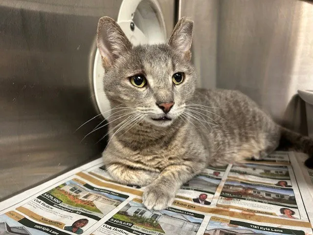 Harrison Ford - Photo 1