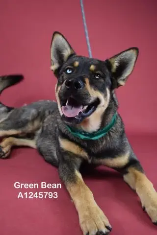 Green Bean