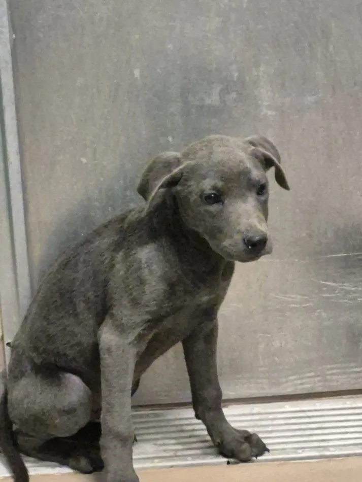 Buzz Lightyear - Photo 1