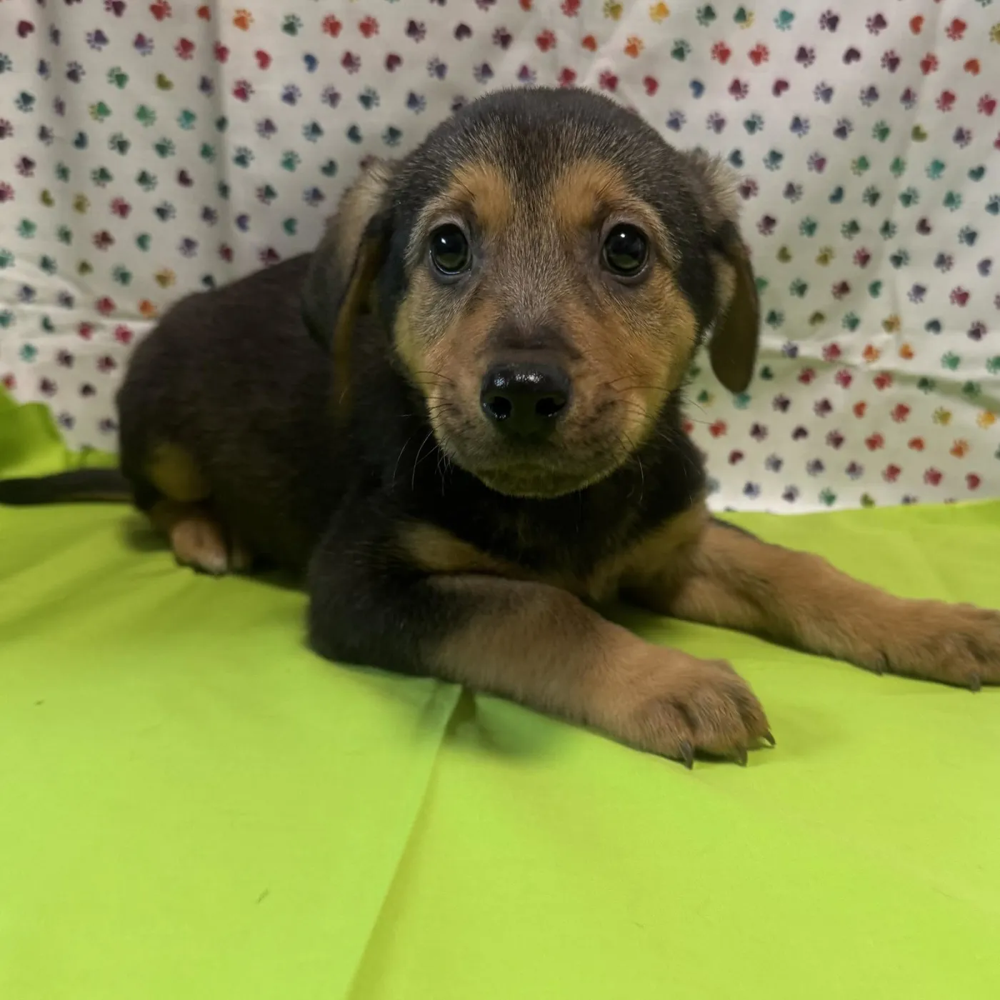 Coffee Cake - Photo 1