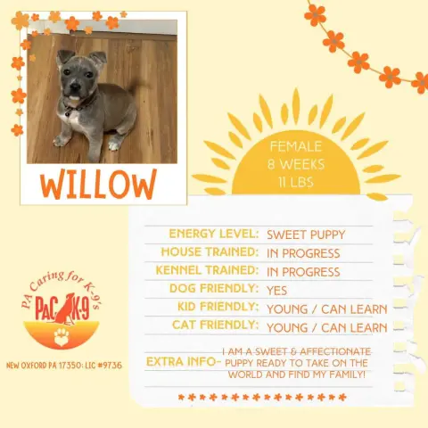 Willow