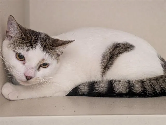 Salsa Mittens - Photo 1