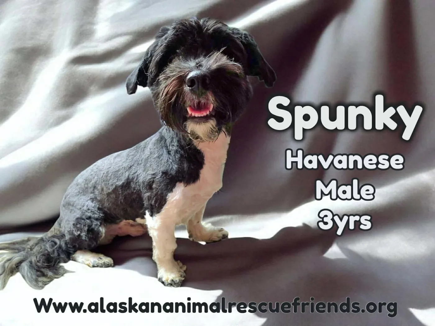 Spunky - Photo 1