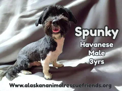 Spunky