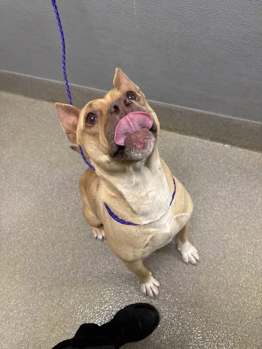 Coconut Creampie - Photo 1