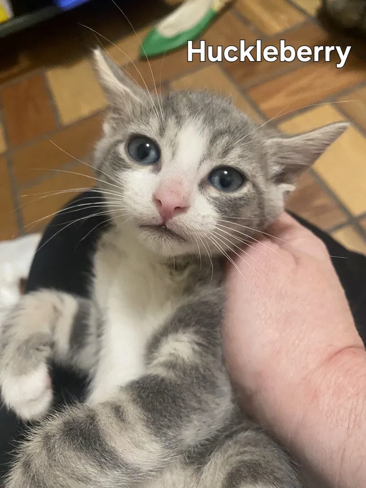 Huckleberry - Photo 1