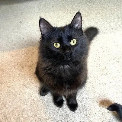 Little Kitten - Photo 1