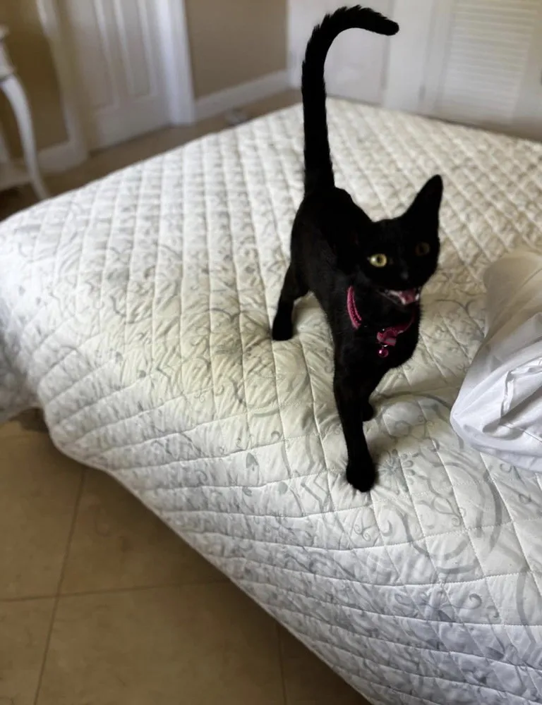 Mojito & Martini - Photo 1