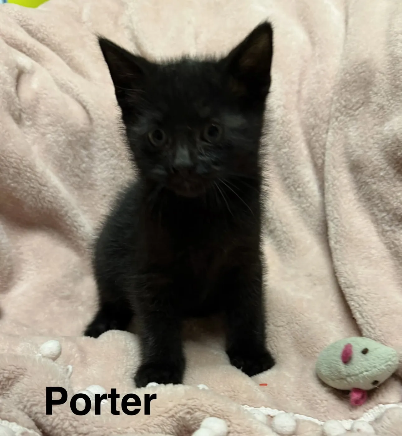 Porter - Photo 1