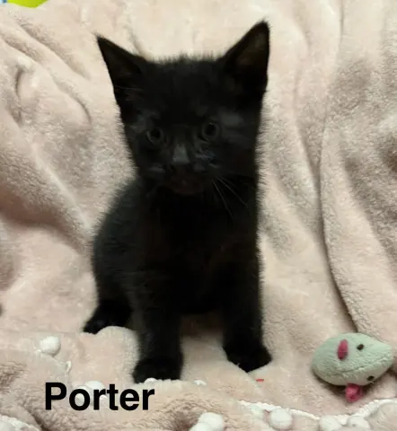 Porter