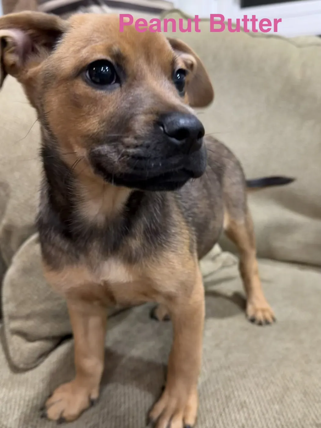 Peanut Butter - Photo 1