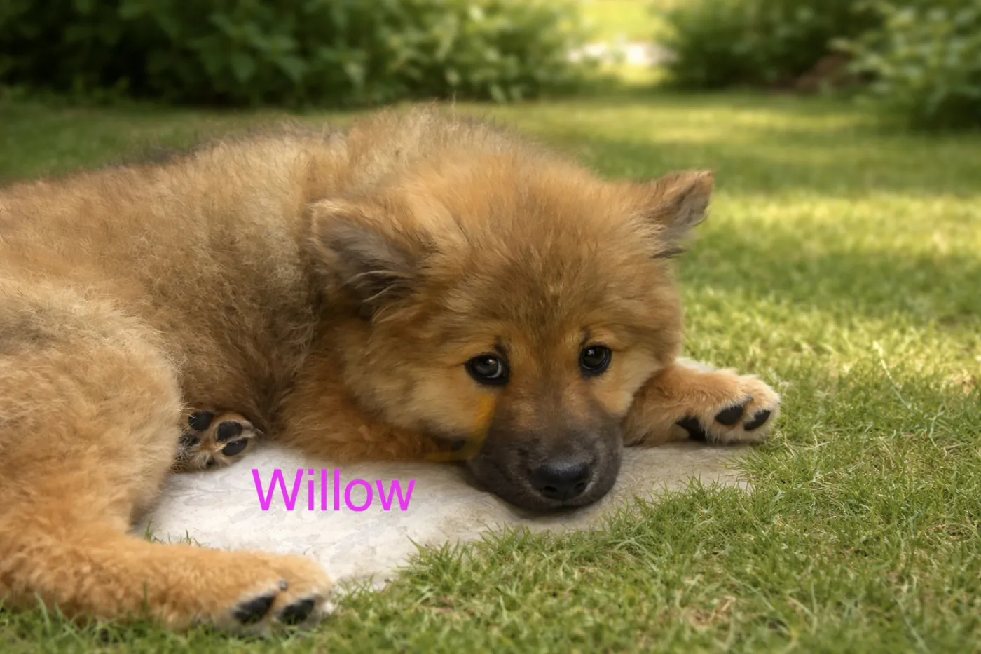 Willow - Photo 1