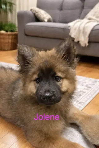 Jolene