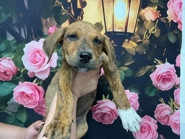 Cookie Butter - Photo 1