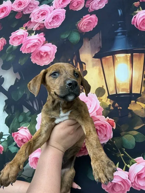 Chips Ahoy - Photo 1