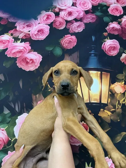 Almond Joy - Photo 1