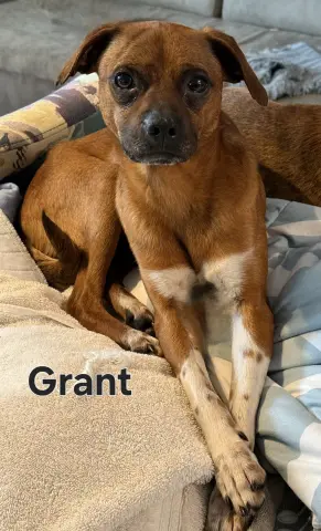 Grant