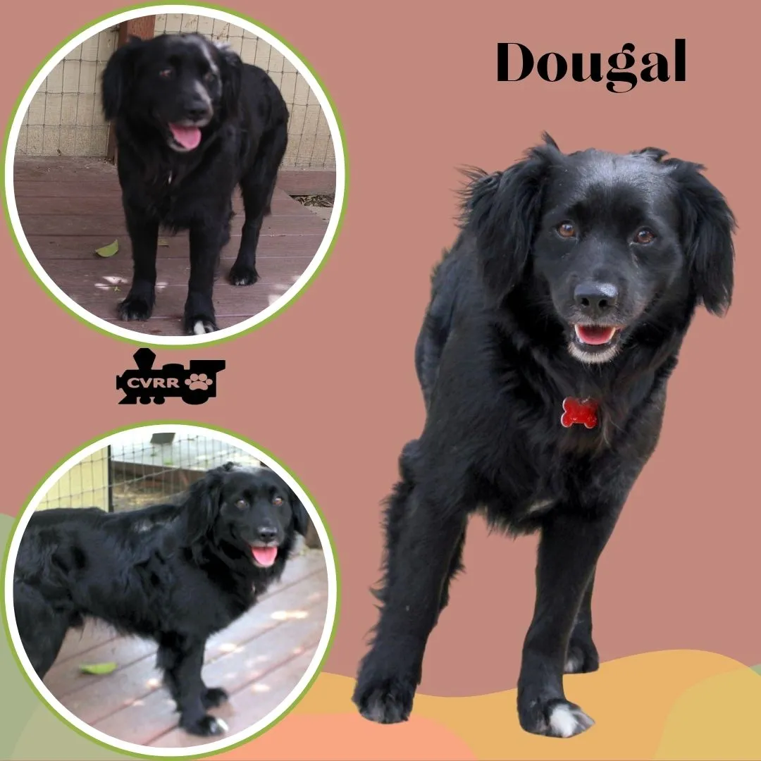 Dougal - Photo 1