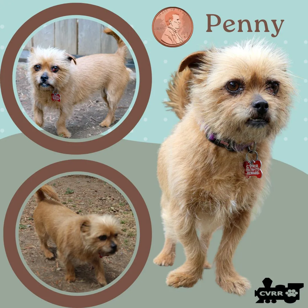 Penny - Photo 1