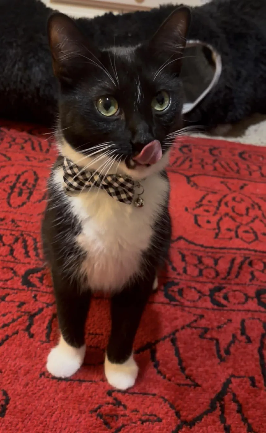 Bartholomew - Photo 1