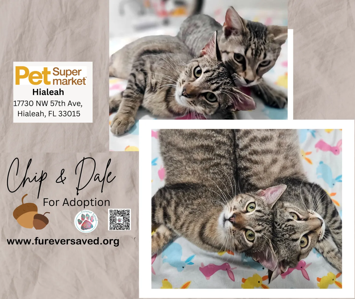 Chip and Dale - Photo 1