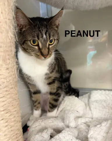 Peanut