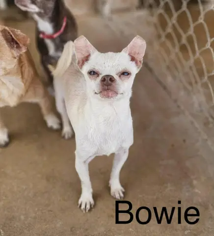 Bowie