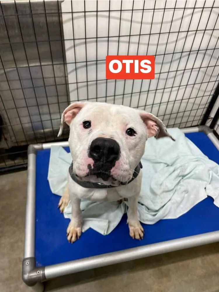 Otis - Photo 1