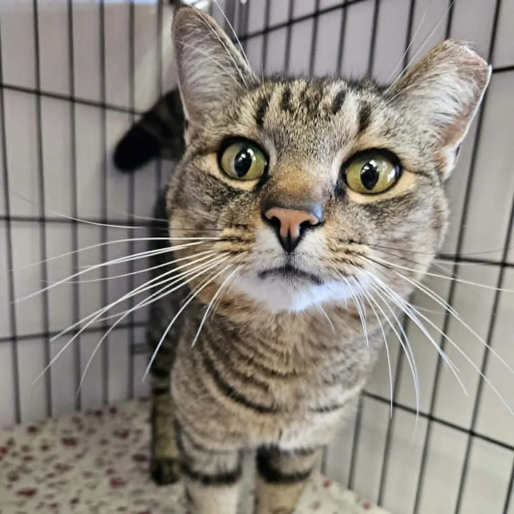 Army Ranger - Photo 1