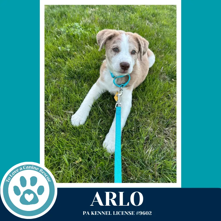 Arlo - Photo 1