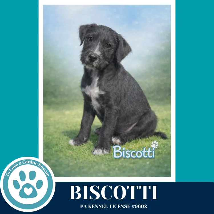 Biscotti - Photo 1