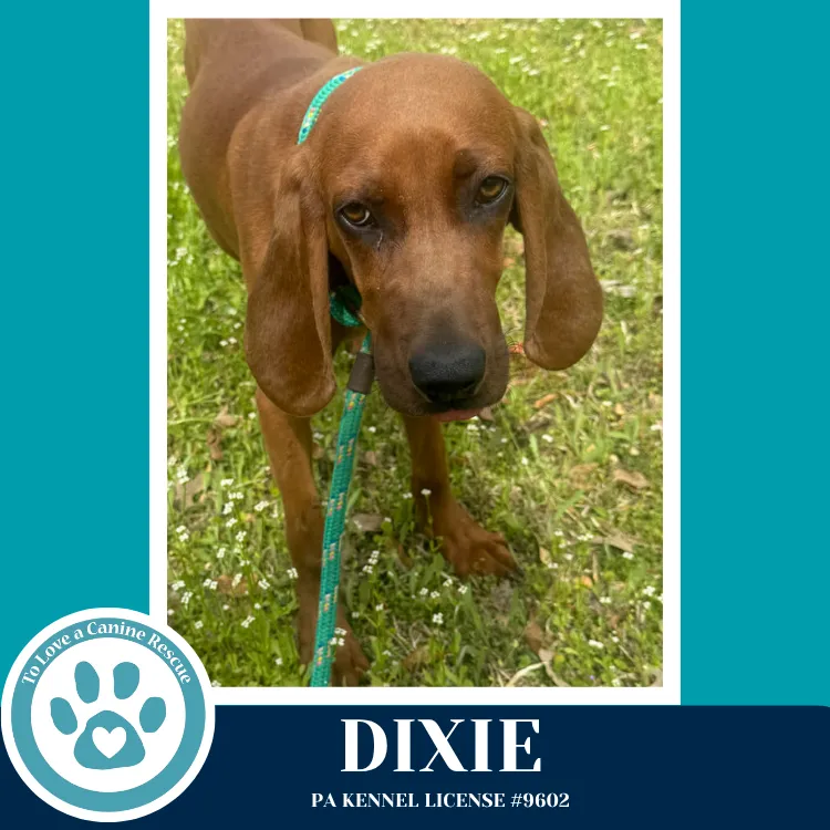 Dixie - Photo 1