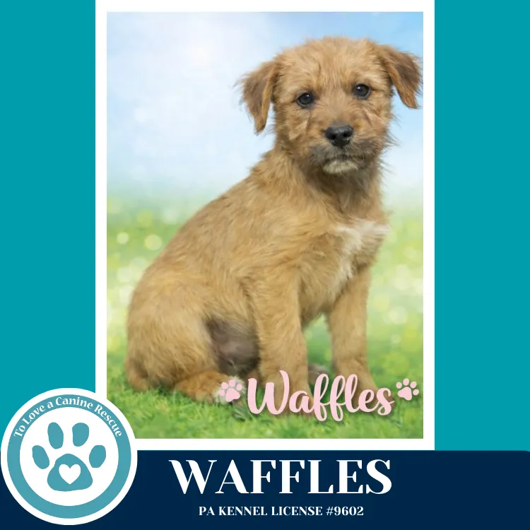 Waffles - Photo 1