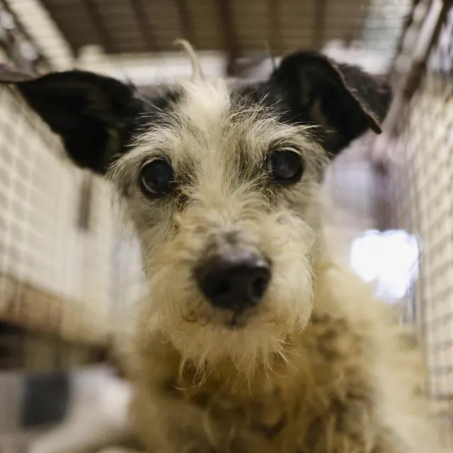 Salsa Rojo - Photo 1