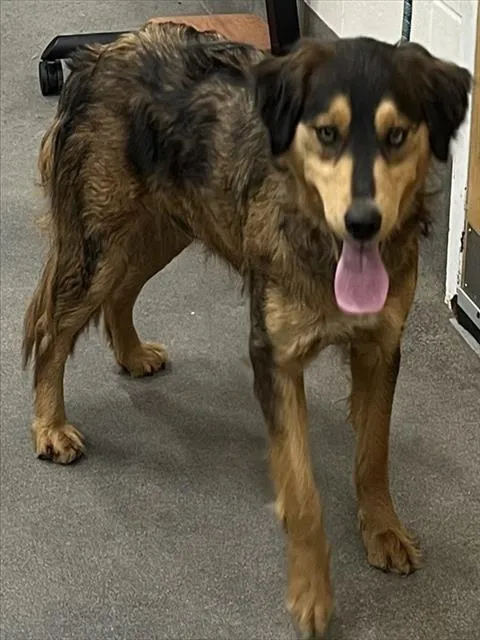 Wild Turkey - Photo 1