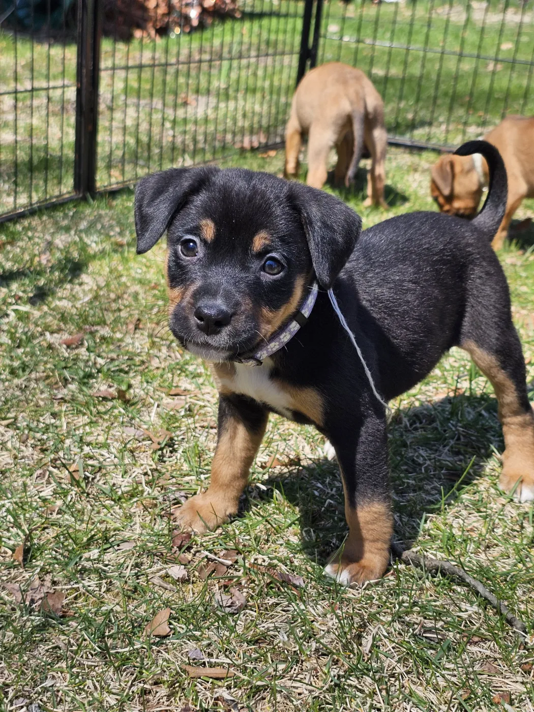 Tiger Lily - Photo 1