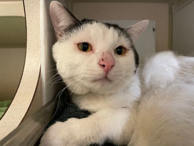 Baby Patrick - Photo 1