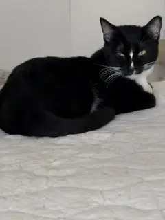 Bulbasaur thumbnail 2