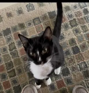 Bulbasaur thumbnail 3