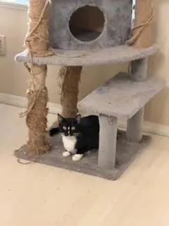 Bulbasaur thumbnail 4