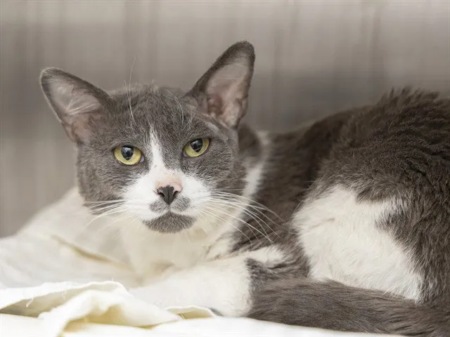 Charleston Chew - Photo 1