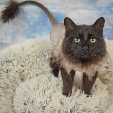 Midnight thumbnail 2