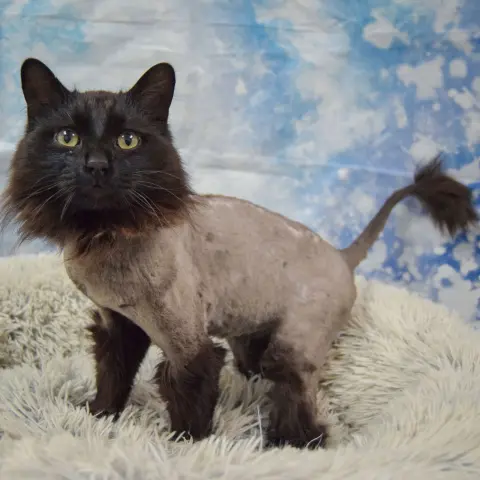 Midnight thumbnail 3